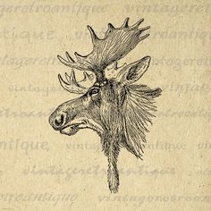 a drawing of a moose's head with antlers on it