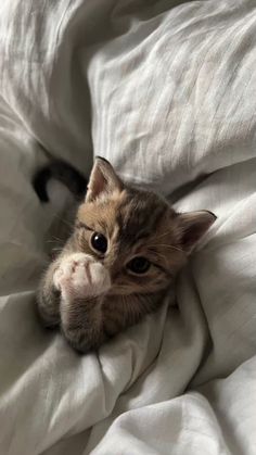 a small kitten laying on top of a white blanket