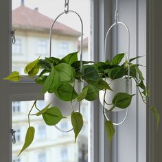 a potted plant hanging from a window sill