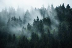 the trees are covered in mist and fog