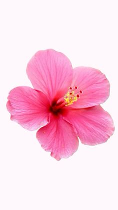 a pink flower is shown against a white background