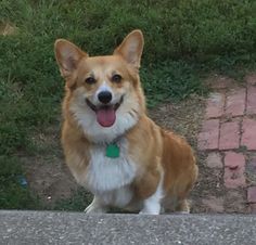 The Daily Corgi: A Baker's Dozen of Corgi Smiles!