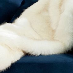 a white fur covered animal laying on top of a blue couch