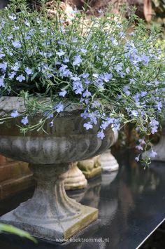 blue flowers are growing in an old urn