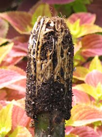 a close up of a plant with dirt on it