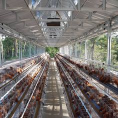 several cages filled with chickens inside of a building