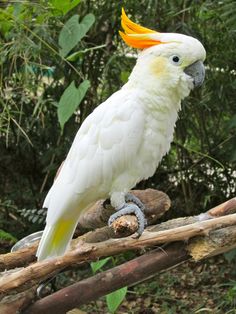 a white parrot with yellow and orange feathers sitting on a branch in front of some trees