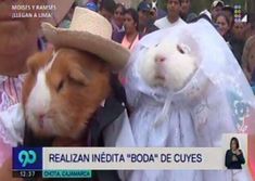 a guinea pig is dressed up as a bride and groom for a wedding in mexico