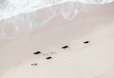 an aerial view of animals running along the beach