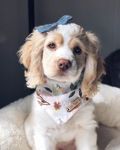 a dog wearing a bandana sitting on top of a bed