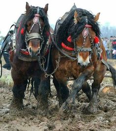 two clydesdale horses pulling a plow in the mud while people watch from behind