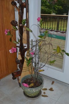 a potted plant with pink flowers sitting in front of a window next to a door