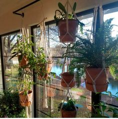 several potted plants hanging from the side of a window in front of a lake