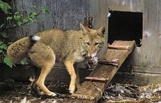 a small animal walking up the side of a wooden structure