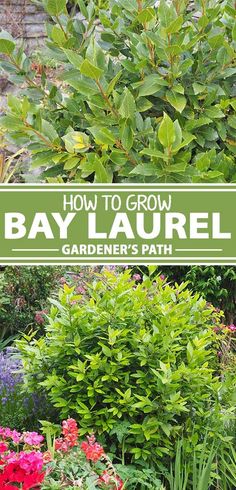 how to grow bay laurel in the garden's path with text overlay reading how to grow bay laurel gardener's path