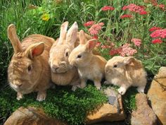 four rabbits are sitting in the grass near some rocks and flowers, with one rabbit looking at the camera