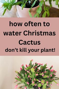 Christmas cactus in a pot. Care For Christmas Cactus, Crab Cactus, Cacti Flowers, Poinsettia Care, Easter Cactus, Thanksgiving Cactus