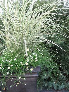 a planter filled with lots of white flowers and green grass next to some bushes