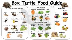 the box turtle food guide is shown here