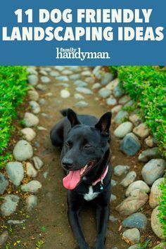 a black dog sitting on top of a dirt road next to green grass and rocks