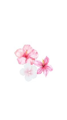 two pink and white flowers on a white background