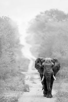 an elephant walking down a dirt road with trees in the backgroung and foggy sky