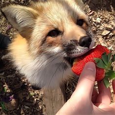 a small fox eating a strawberry from someone's hand