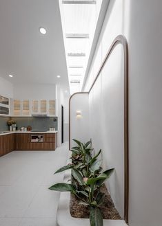 a plant in a pot sitting on the side of a wall next to a kitchen