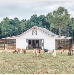 a group of goats grazing in front of a white barn with black doors and windows