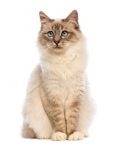 a white and brown cat with blue eyes sitting down