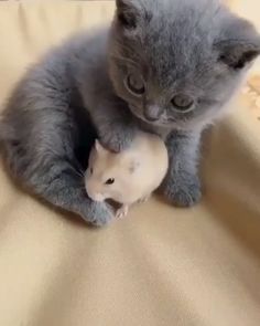 a small gray kitten playing with a toy mouse on a bed in front of the camera