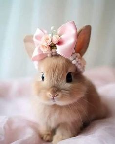 a small rabbit with a pink bow on it's head sitting on a bed