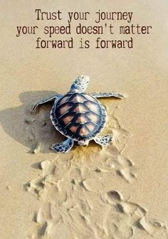 a turtle is on the sand with a quote about it's journey to the ocean