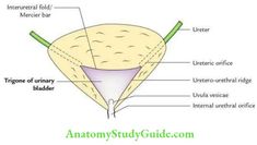 Write a short note on the Trigone of the Urinary Bladder. Answer: Trigone of the Urinary Bladder: It is a smooth triangular area of the internal urinary bladder just above the internal urethral orifice. It is formed by lines joining two ureteric orifices and an internal urethral orifice. It is bounded above by an intraurethral […]