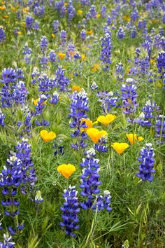 wildflowers and other flowers in a field with blue, yellow and white blooms