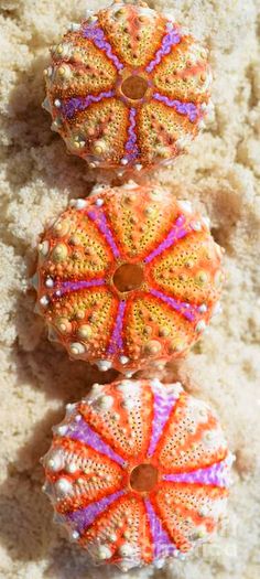 three orange and pink sea urchins laying on the sand