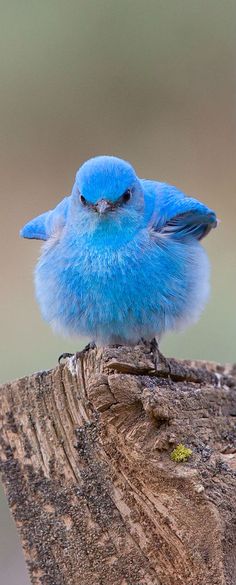 a small blue bird sitting on top of a tree stump