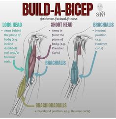 an image of a diagram of the back and shoulder muscles with captions to each side