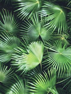 green leaves are shown in this close up photo