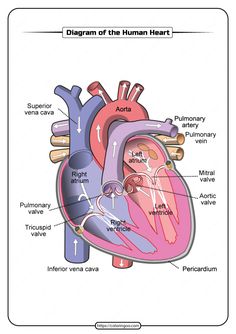 diagram of the human heart with labels