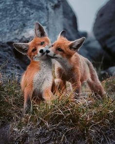 two baby foxes playing with each other in the grass