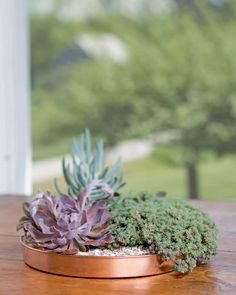 two succulents in a copper pot on a wooden table