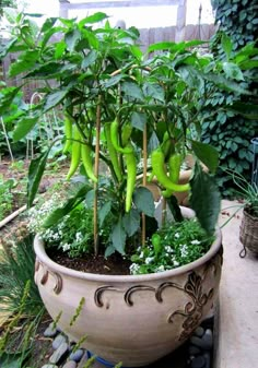 a large potted plant with green peppers growing in it's center surrounded by other plants