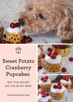 sweet potato cranberry cupcakes get the recipe on the blog now by puppiesquar com