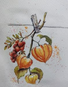 a drawing of some fruit on a branch