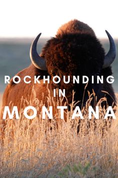 a bison standing in tall grass with the words rockhounding in montana above it