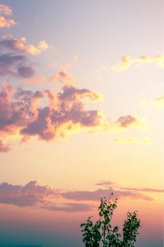 the sky is pink and blue with clouds above trees in the foreground as the sun sets