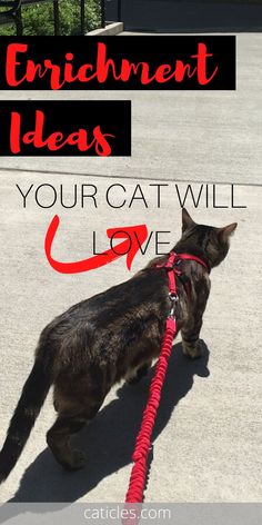 a black cat walking with a red leash on it's neck and the words attachment ideas your cat will love