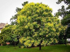 a large tree with yellow leaves in the middle of a grassy area next to a house