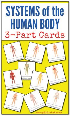 an image of the human body cards with text that reads systems of the human body